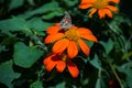 Three flowers and a butterfly surrounded by many green leaves Royalty Free Stock Photo