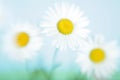 Three flowers of a camomile Royalty Free Stock Photo