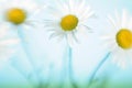 Three flowers of a camomile Royalty Free Stock Photo