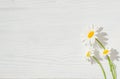 Three flowers of a camomile on a white wooden background Royalty Free Stock Photo