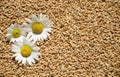Three flowers chamomile on the background of wheat grains with copy space. Banner Royalty Free Stock Photo