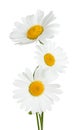 Three flowers of chamomile isolated on a white background Royalty Free Stock Photo