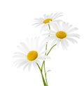 Three flowers of chamomile. Royalty Free Stock Photo
