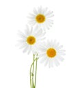 Three flowers of Chamomiles Ox-Eye Daisy isolated on a white background Royalty Free Stock Photo
