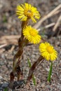 Three flowers of coltsfoot plant