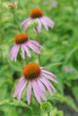 Three flowers of Echinacea Purpurea