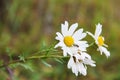 Three flowers of field chamomile, partially podvyavsheie, on a green blurred background. On the daisy there sits small fly. Royalty Free Stock Photo
