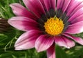 Three flowers in the garden Royalty Free Stock Photo