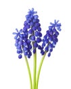 Three flowers of Grape Hyacinth isolated on white background