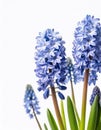 Three flowers of Grape Hyacinth isolated on white background. Royalty Free Stock Photo