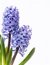 Three flowers of Grape Hyacinth isolated on white background. Royalty Free Stock Photo