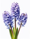 Three flowers of Grape Hyacinth isolated on white background. Royalty Free Stock Photo