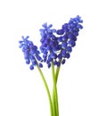 Three flowers of Grape Hyacinth isolated on white background Royalty Free Stock Photo