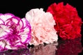 Three flowers heads of carnation Dianthus isolated on black background, mirror reflection Royalty Free Stock Photo