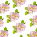 Three flowers of pink wild rose as a seamless pattern