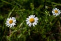Real chamomile, echte Kamille Royalty Free Stock Photo