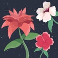 Three flowers tropical nature botanical decoration Royalty Free Stock Photo