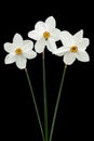 Three flowers of white Daffodil narcissus, isolated on black background Royalty Free Stock Photo