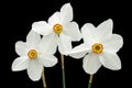 Three flowers of white Daffodil narcissus, isolated on black background Royalty Free Stock Photo