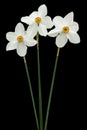 Three flowers of white Daffodil narcissus, isolated on black background Royalty Free Stock Photo