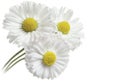 Three flowers of white daisy isolated on a white