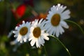 Flowers of a wild camomile. Royalty Free Stock Photo