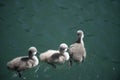 Three fluffy baby swans are swimming