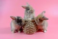 Three fluffy brown bunny on clean pink background