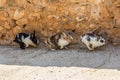 Three fluffy bunnies run along the wall in the shelter. Rabbits are small mammals in the family Leporidae of the order Lagomorpha Royalty Free Stock Photo