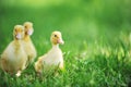 Three fluffy chicks