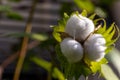 Three fluffy cotton flower heads ready to crop, close-up view.