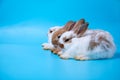 Three Fluffy Cute Bunnies Lying Lined Up in Row on Blue Background with copy space Royalty Free Stock Photo