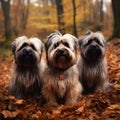 three fluffy cute gray bearded terrier dogs sitting in autumn park walking on fallen leaves ai generated