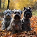Three fluffy cute gray bearded terrier dogs walking in the autumn park through fallen leaves family ai generated