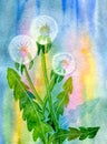 Three fluffy dandelions Royalty Free Stock Photo