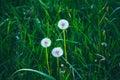 Three fluffy dandelions on a background of green grass Royalty Free Stock Photo