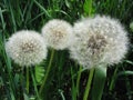 Three fluffy dandelions close up. Royalty Free Stock Photo