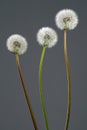 Three fluffy dandelions (taraxacum officinale) on grey background color studio photo. Royalty Free Stock Photo