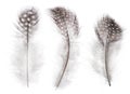 Isolated three fluffy feathers in light spots Royalty Free Stock Photo