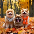 three fluffy ginger cute spitz dogs dressed in knitted scarves sitting in an autumn park walking on fallen leaves ai generated