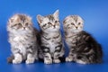 Three fluffy kitten skotish fold