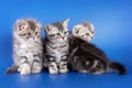 Three fluffy kitten skotish fold