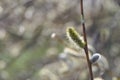 Three fluffy willow tree buds that glow in the spring sun. Royalty Free Stock Photo