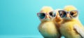 Three Fluffy Yellow Chicks, Two with Pastel Sunglasses Posing on Blue, Easter Concept Royalty Free Stock Photo