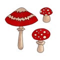 Three fly agaric mushrooms with red caps of different sizes