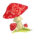 Three fly agaric mushrooms. Vector illustration isolated on white background.