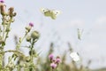 three flying cabbage white butterflies over flowering thistles Royalty Free Stock Photo