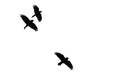 Three Flying Common Ravens Silhouetted on a White Background