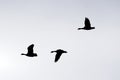 Three flying geese in silhouette Royalty Free Stock Photo