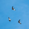 Three flying grey cranes against the blue sky